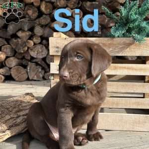 Sid, Chocolate Labrador Retriever Puppy